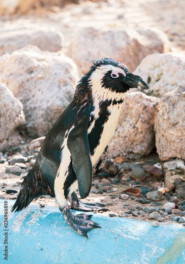 Obraz premium African penguin standing on the rock after swimming. African penguin (Spheniscus demersus) also known as the jackass penguin and black-footed penguin.