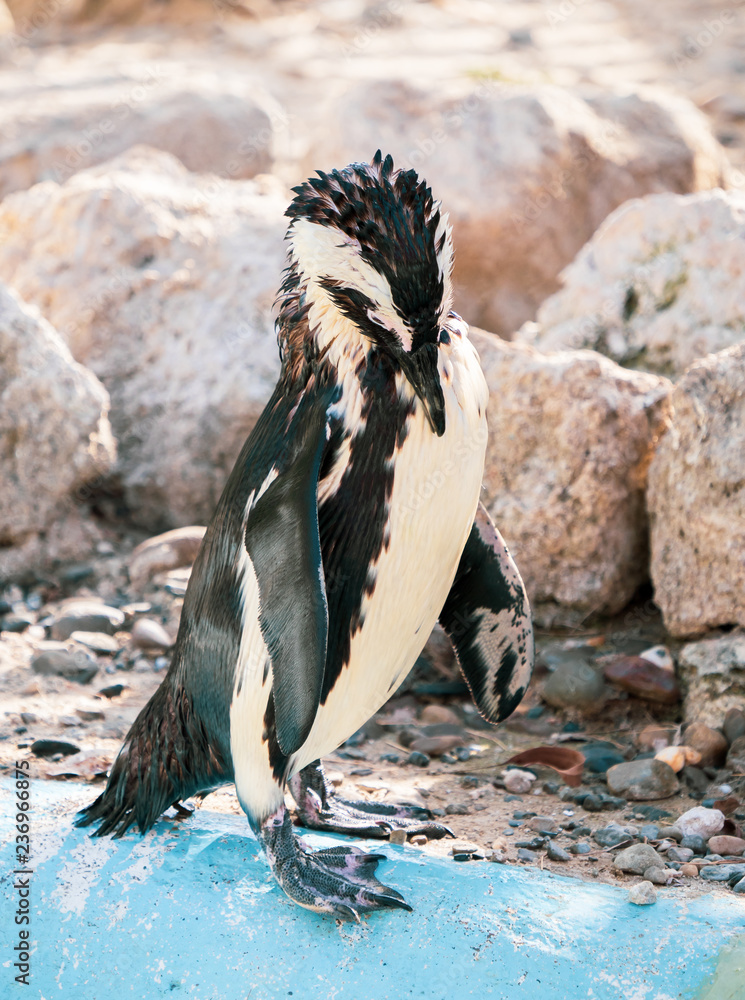 Obraz premium African penguin standing on the rock after swimming. African penguin (Spheniscus demersus) also known as the jackass penguin and black-footed penguin.