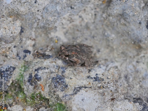 Small frog camouflaged in concrete gray background