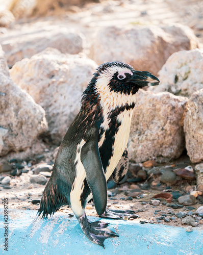 African penguin standing on the rock after swimming. African penguin (Spheniscus demersus) also known as the jackass penguin and black-footed penguin. photo