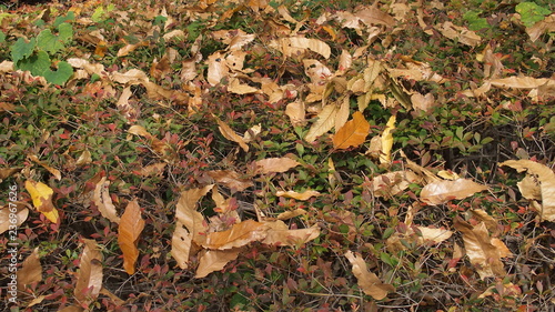 ドウダンツツジに散る枯葉