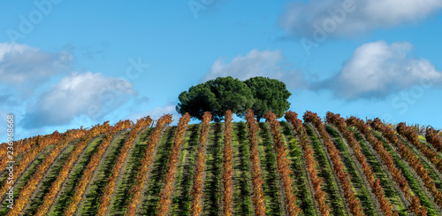 Vinha no Alentejo