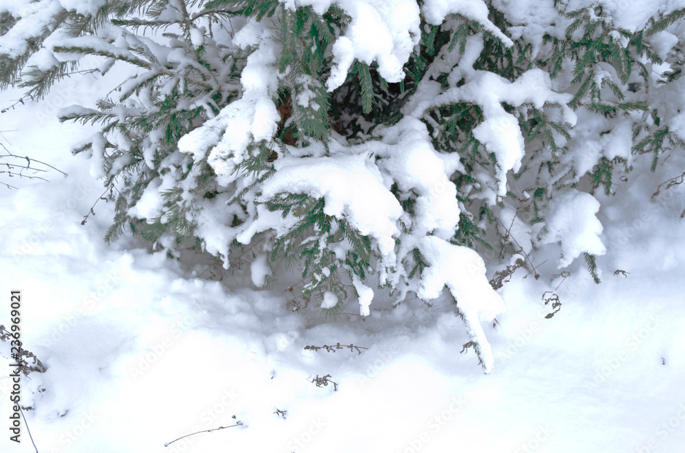 snow covered spruce tree branches