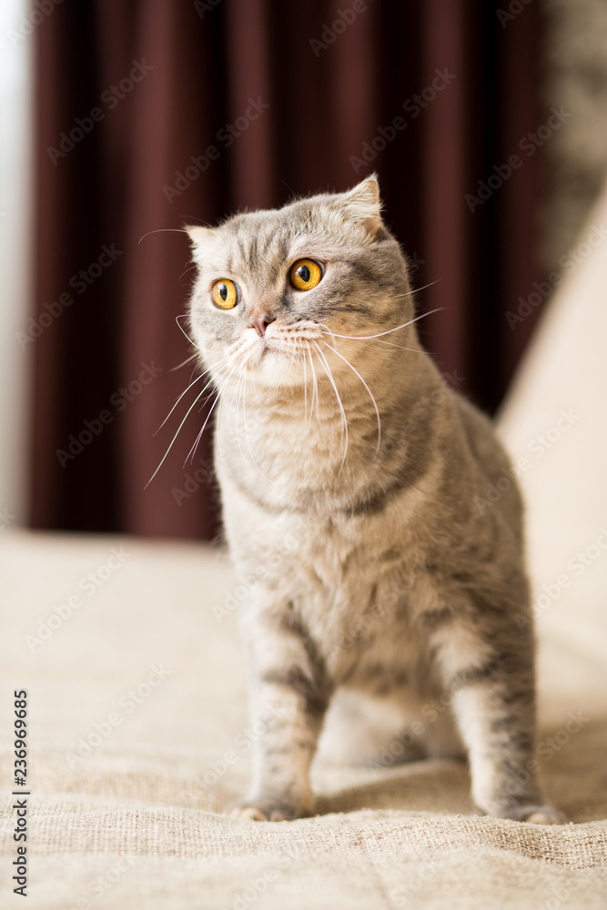 Adult cat breed Scottish Straight with a long mustache sitting on the couch Adult cat breed Scottish Straight with a long mustache sitting on the couch