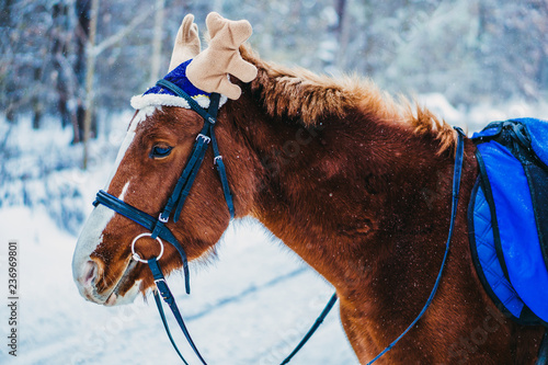 Fototapeta Naklejka Na Ścianę i Meble -  Horse. Horse in a cap with moose horns