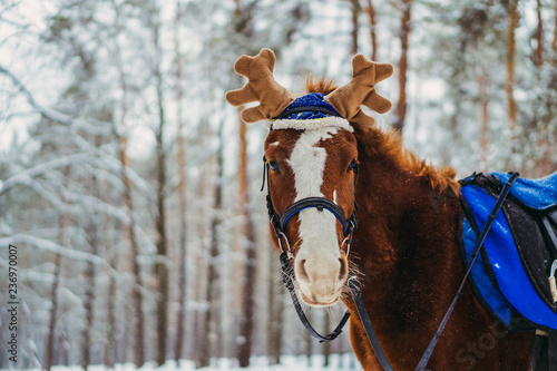 Fototapeta Naklejka Na Ścianę i Meble -  Horse. Horse in a cap with moose horns