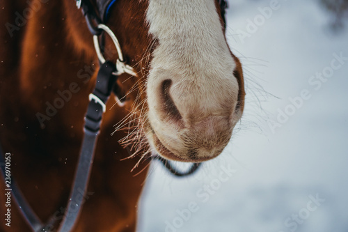 Fototapeta Naklejka Na Ścianę i Meble -  Horse. Horse in a cap with moose horns