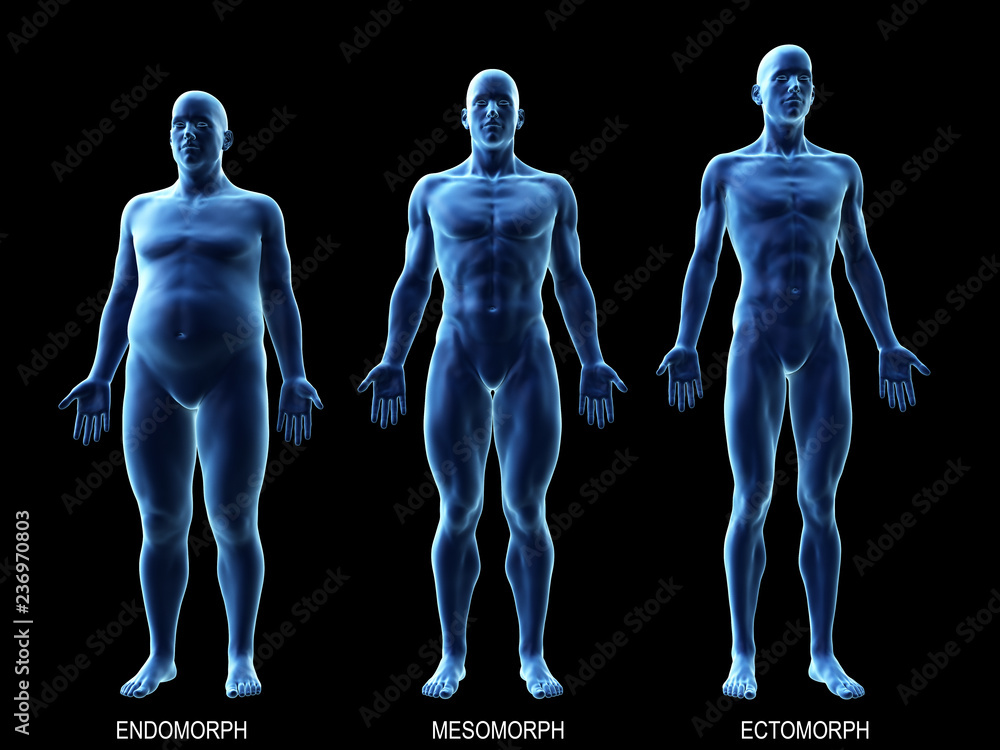 3d rendered medically accurate illustration of the male body types - obrazy, fototapety, plakaty 