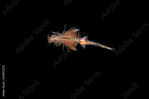 Brine shrimp or Artemia isolated on black background