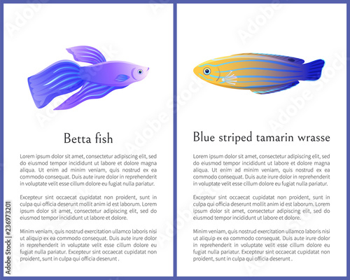 Betta Fish and Blue Striped Tamarin Wrasse Icons