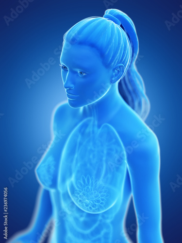3d rendered medically accurate illustration of a womans internal organs