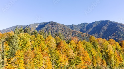 Flying above a stunning colorful treetops with turning leaves on sunny day. Beautiful autumn trees in yellow, orange and red forest on sunny autumn day. Fall foliage in autumn forest
