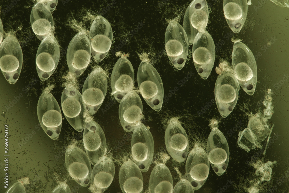 Hatching from eggs Chinese sleeper fish, Perccottus glenii Hatching from eggs Chinese sleeper fish, Perccottus glenii