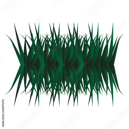 Green reeds grass reflected isolated in white.