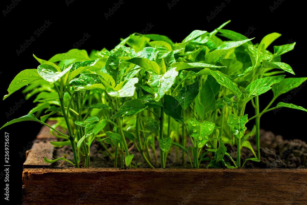 Young tomato seedlings in a wooden box Young tomato seedlings in a wooden box