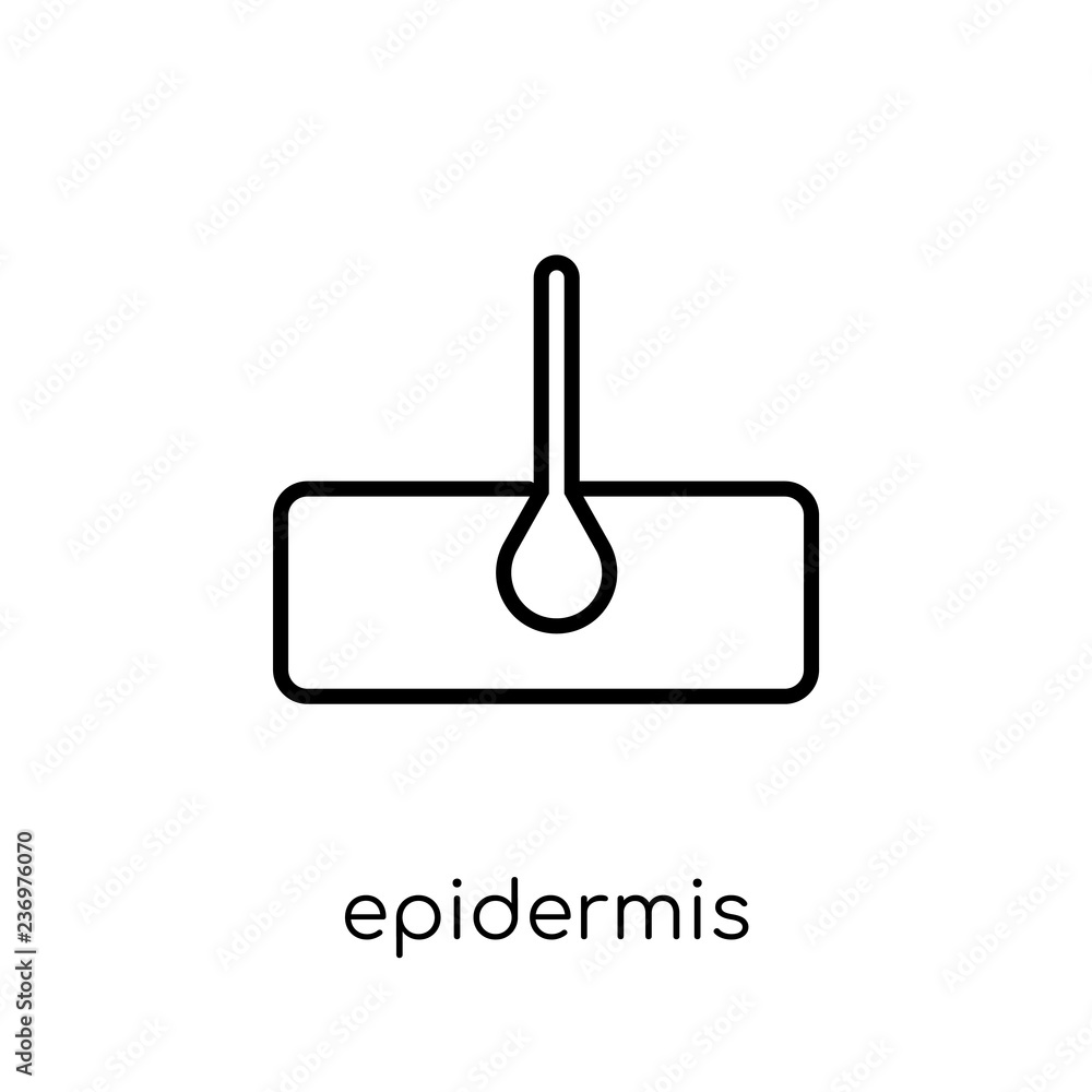 Epidermis icon. Trendy modern flat linear vector Epidermis icon on white background from thin line Health and Medical collection Epidermis icon. Trendy modern flat linear vector Epidermis icon on white background from thin line Health and Medical collection