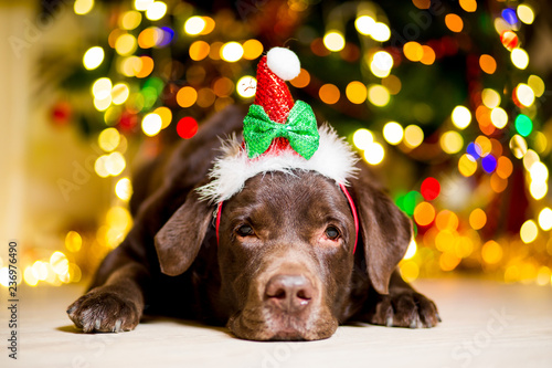 Dog breed Labrador brown color dwarf cap near Christmas tree with garlands
