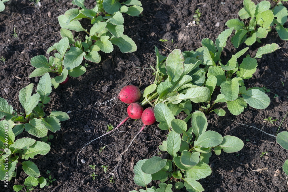 Early small radish lies on the garden bed  among the growing radishes.