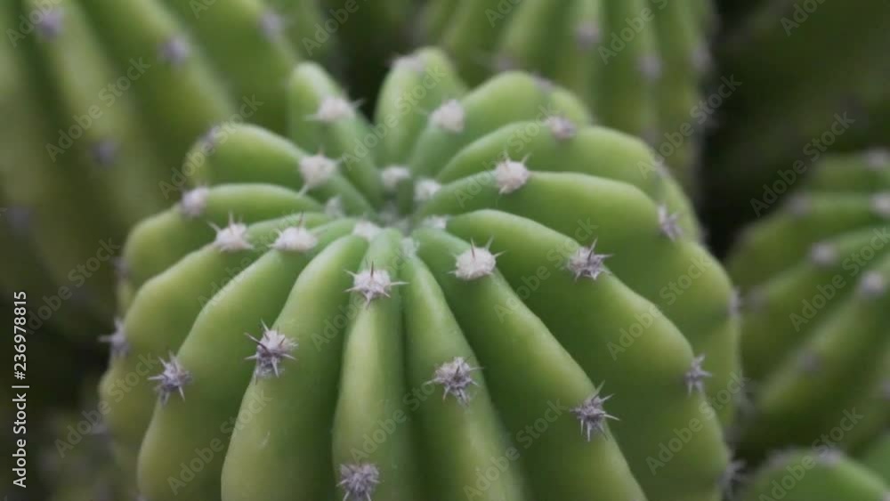 4k panning of cactus Areoles of an Echinopsis species 4k panning of cactus Areoles of an Echinopsis species