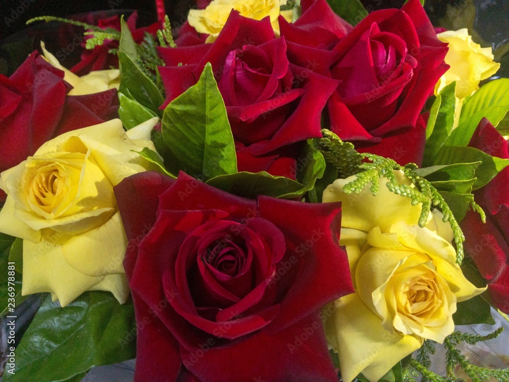 rosas vermelhas e amarelas Stock Photo | Adobe Stock