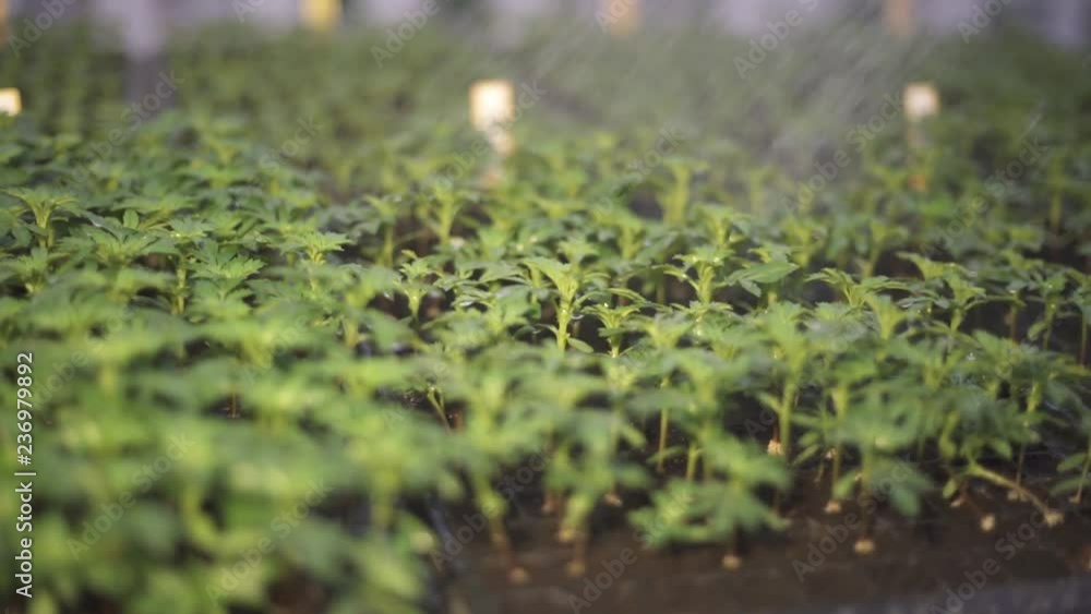 watering young green plants sprout watering young green plants sprout