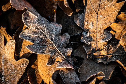background of autumn brown oak leaves covered with the first white frost