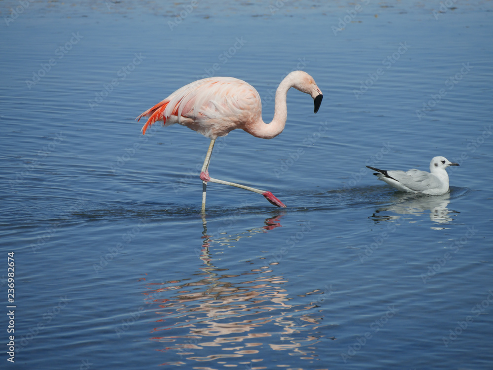 Flamingo's in Chille, atacama san pedro