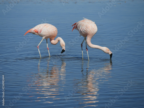 Flamingo s in Chille  atacama san pedro