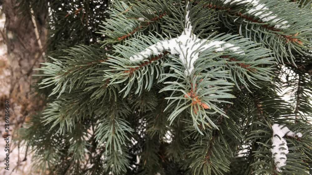 coniferous branches with snow. winter coniferous branches close-up. snowy day. coniferous branches with snow. winter coniferous branches close-up. snowy day.