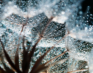 Fotobehang Paardenbloem Pluizige paardenbloem met waterdruppels  © nataba