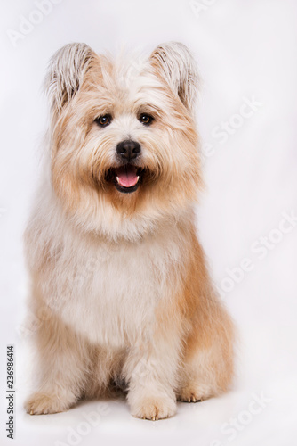 Sitting elo dog on grey background looking to the camera photo