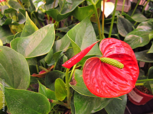 red flower