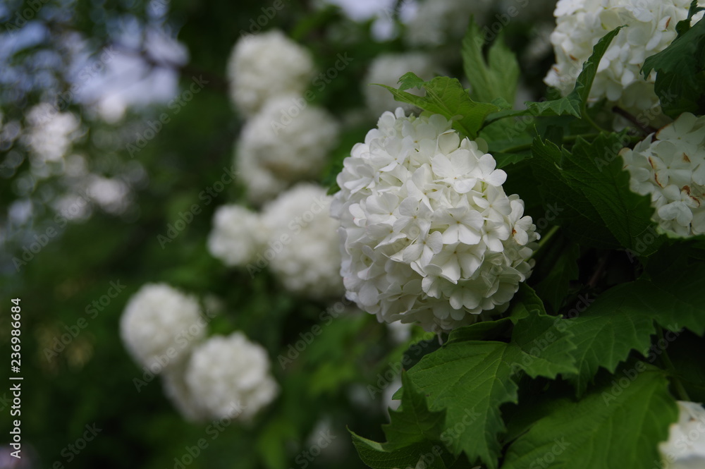 Beautiful white inflorescences bush Beautiful white inflorescences bush