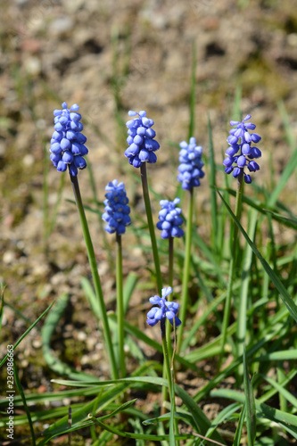 Common grape hyacinth