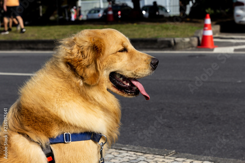 labrador