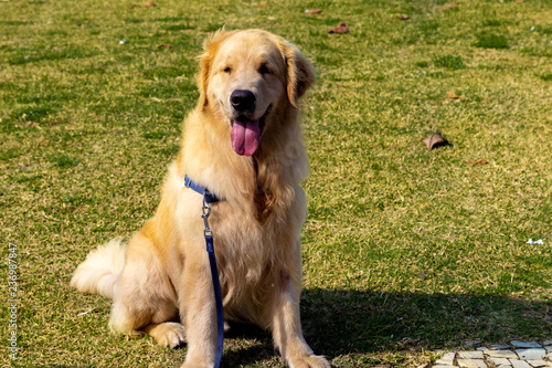 labrador
