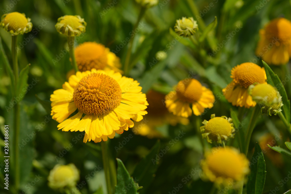 Common sneezeweed Common sneezeweed