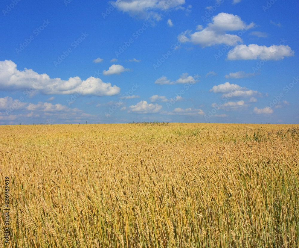 Ripe wheat ears in a field