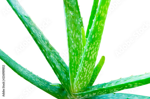 Herb for healthcare, Fresh aloe vera with fresh leaves isolated on white background. This has clipping over fram,