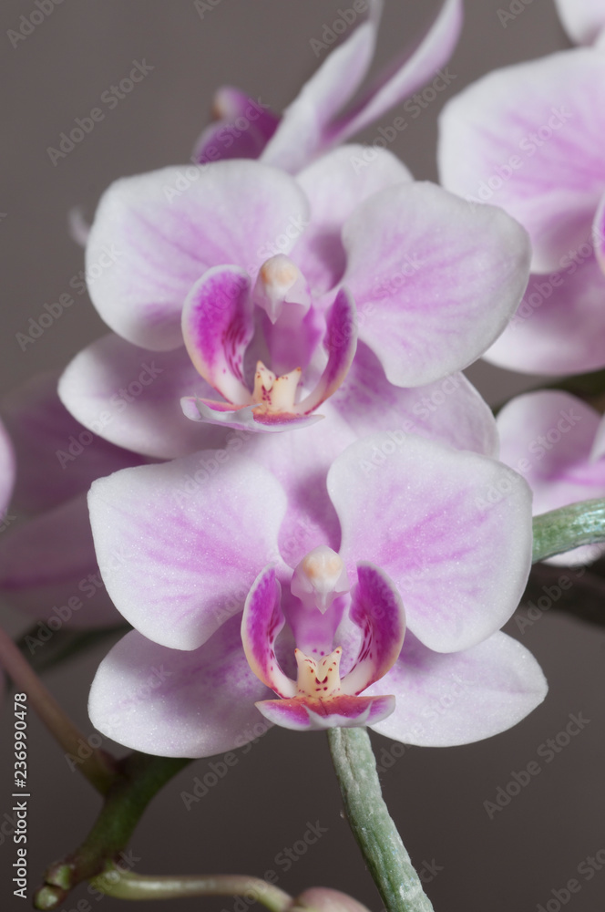 Phalaenopsis orchid flowers (butterfly orchid) Phalaenopsis orchid flowers (butterfly orchid)