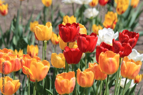 Tulips. Autumn flowers. Bright colorful colors. Bloom.