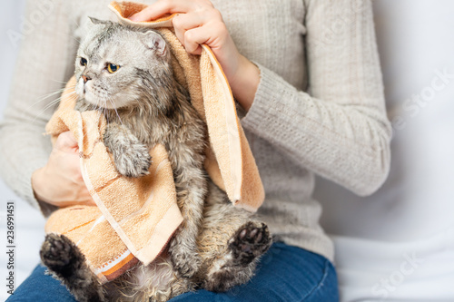Fototapeta Naklejka Na Ścianę i Meble -  Scottish or British cat after shower, wipe and dry