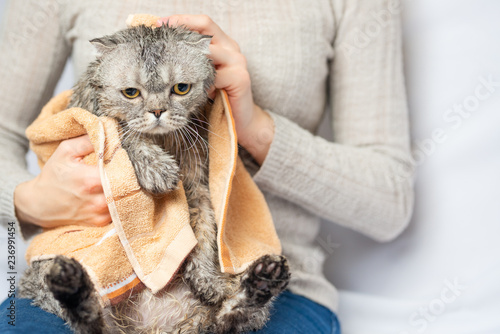 Scottish or British cat after shower, wipe and dry photo