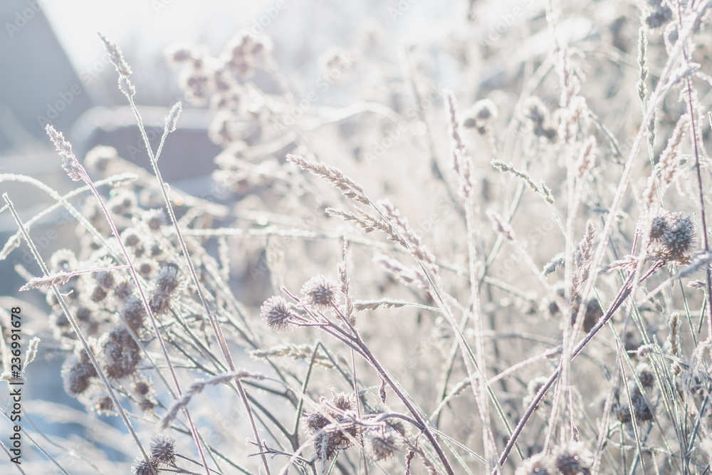 Grass covered with hoarfrost against the background of the winter morning sun Grass covered with hoarfrost against the background of the winter morning sun