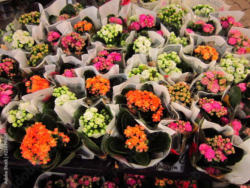 collage with flowers and flowers