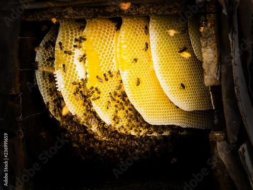 Honey harvesting in rural Sichuan China photo