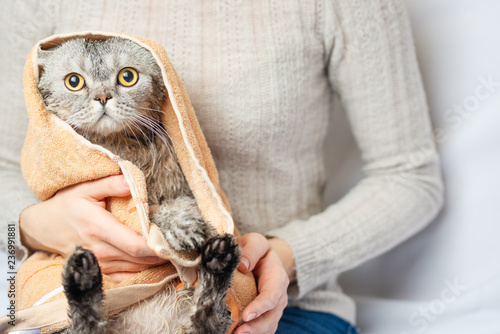Photography Scottish fold freshly washed cat with beautiful eyes