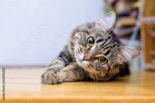 Obraz na plátně Portrait of a beautiful gray striped cat close up