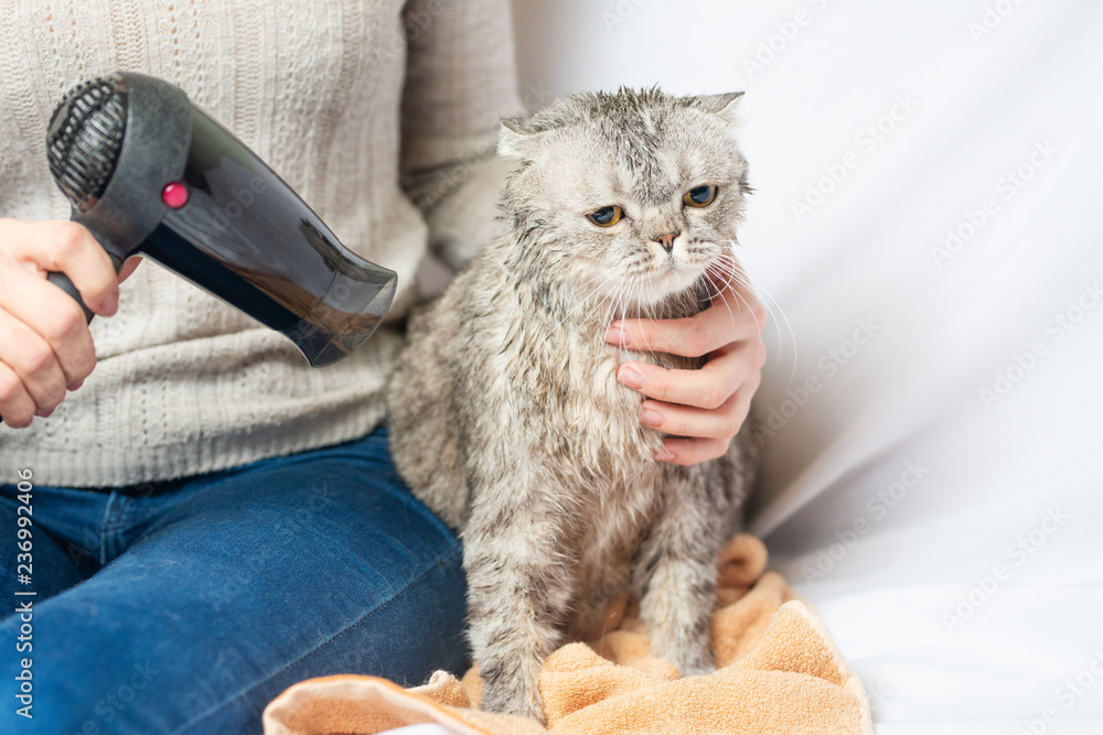 Drying a Scottish or British cat with a hairdryer Stock Photo | Adobe Stock