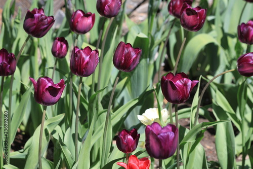 Tulips. Autumn flowers. Bright colorful colors. Bloom.